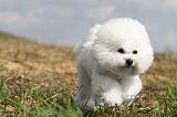 BICHON FRISE 119